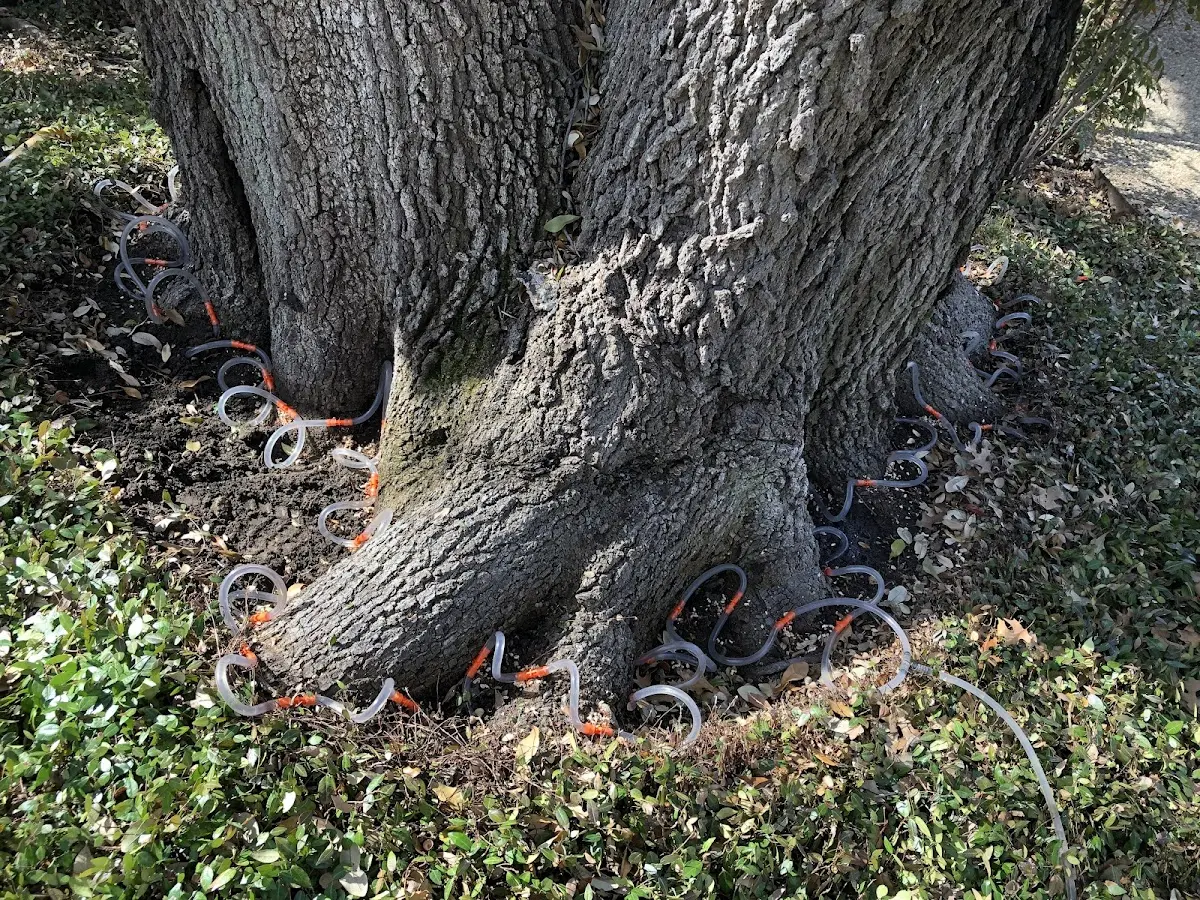 Detailed Tree Cabling and Bracing job site in Inver Grove Heights