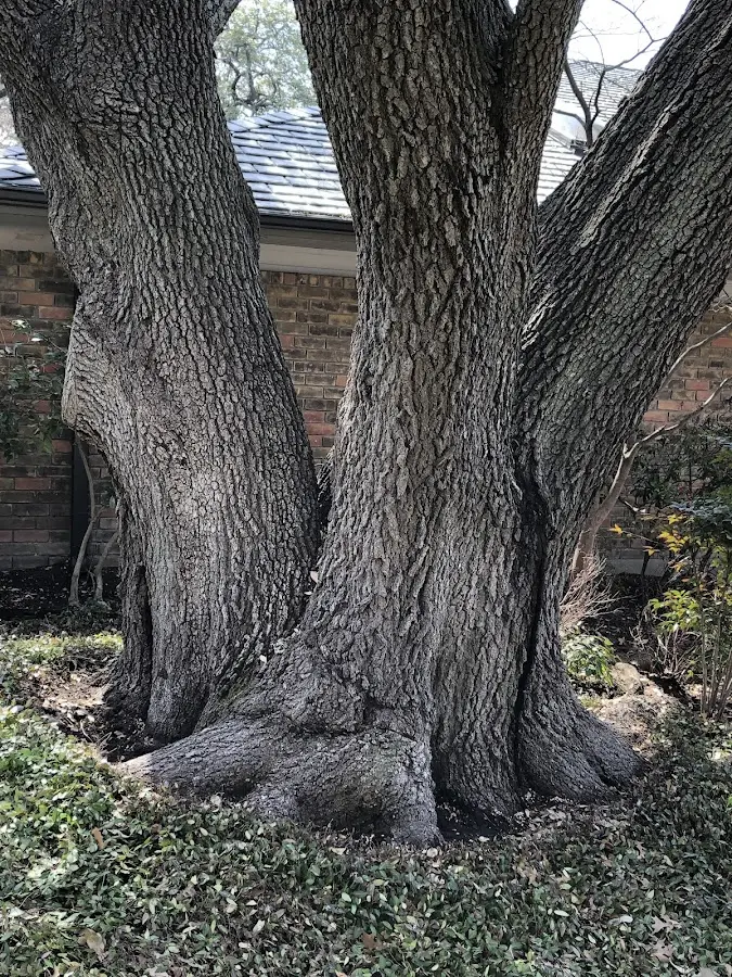 Mature heritage tree close to a Inver Grove Heights property cared for by certified arborists